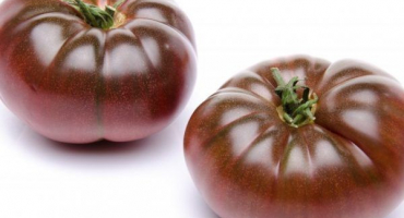 Pěstování rajčatových marshmallows v čokoládě