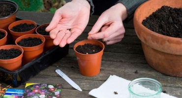 Pěstování tunbergie ze semen a venkovní péče, 7 nejlepších odrůd
