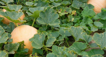 Pěstování dýně sto kilo