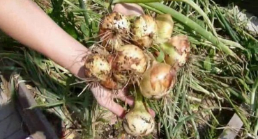 Pěstování, péče a krmení cibule na tuřínu na otevřeném poli