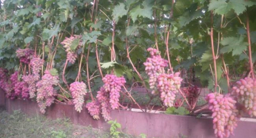 Pěstování hroznů anyuta