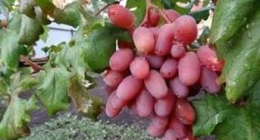 Pěstování hroznů victor