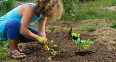 Výsadba zelí v roce 2022