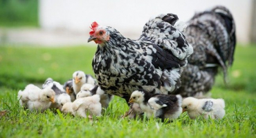 Inkubace kuřete: načasování a další důležité funkce