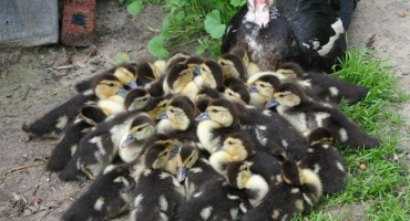 Chov indo-psů přirozeným způsobem, jaké problémy mohou nastat?