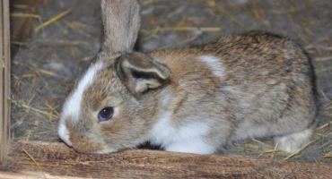Porážka králíků