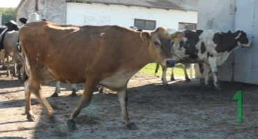 Nemoci kopyt u krav: úrazy a jiná onemocnění