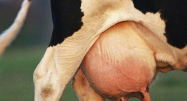 Nemoci vemene u krav