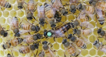 Proč a jak se označují včelí královny?