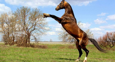 Proč kastrovat hřebce?