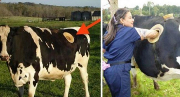 Proč mají krávy díry v bocích a píštěle, význam ploutve