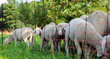 Proč potřebujete elektrického ovčáka pro ovce a jak jej používat?