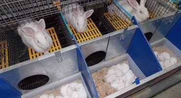 Proč potřebujete královnu pro králíky: účel, typy a konstrukce