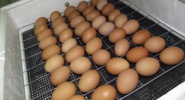 Nastavení kuřecích vajec v inkubátoru