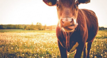 Běh krávy před otelením v zimě