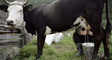 Běh krávy před otelením
