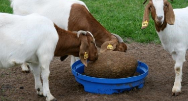 Vypuštění kozy před jehnětem: kdy a jak?