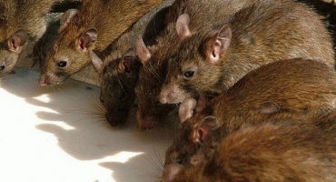 Ochrana domácích mazlíčků před hlodavci