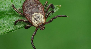 Ochrana a ošetření koz před klíšťaty