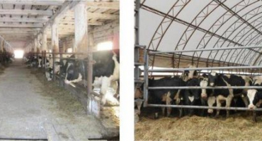 Náklady na podnikání chovu gobies pro maso doma a je to ziskové