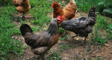 Začínáme kuřaty. Jaké nuance berou začínající zemědělci v úvahu?