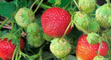 Zenga zengana - německá odrůda jahod