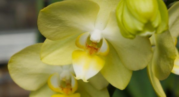 Žluté orchideje - popis odrůd