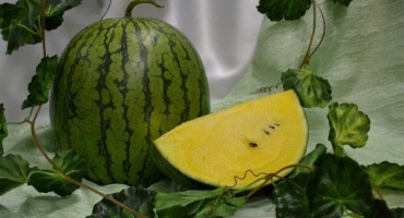 Žlutý meloun: popis bobule a pravidla pro její pěstování