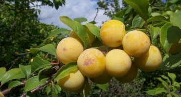 Žlutá švestka - podrobný popis odrůdy