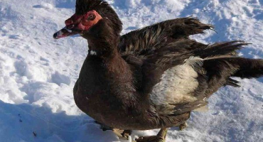 Zimní údržba interiéru