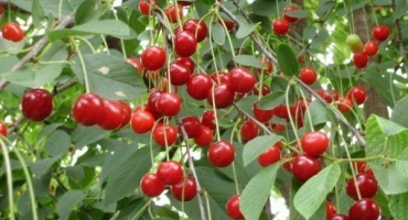 Zimní granátové jablko: výsadba a pěstování trpasličích třešní