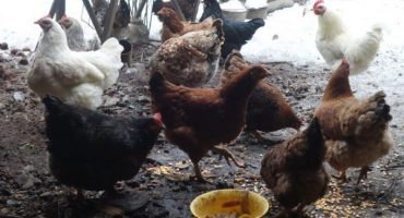 Zimní strava kuřat