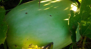 Zimní sladká dýně